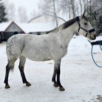 Lady-Ann; A really sweet mare for kids or amateurs!
