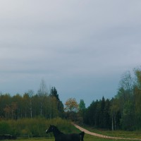 Filifjonka