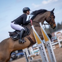 Showjumping horse, 2016