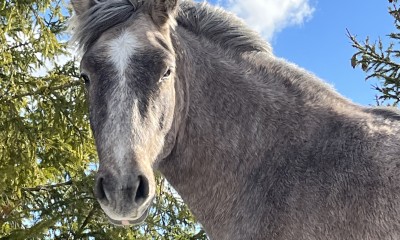 VOORE LENDER - ESTONIAN NATIVE HORSE