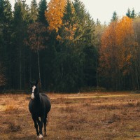 Filifjonka