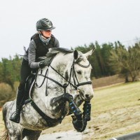 Lady-Ann; A really sweet mare for kids or amateurs!