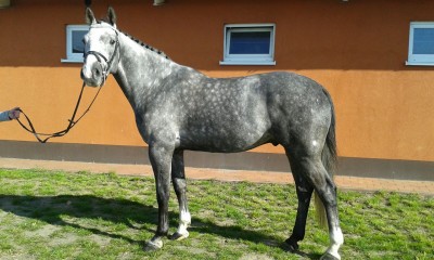 Holsteiner gelding by Clarimo