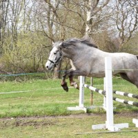 VOORE LENDER - ESTONIAN NATIVE HORSE