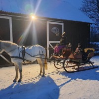 Dressage-showjumping pony