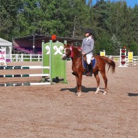 Welsh pony for sport