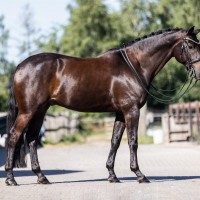 Stunning gelding - 10y - fourth level