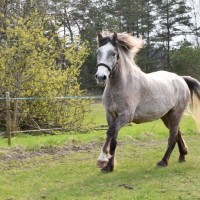 VOORE LENDER - ESTONIAN NATIVE HORSE