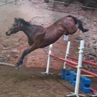 Heliina V