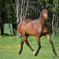 Heliina V