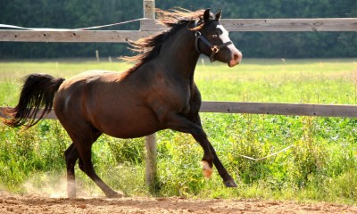 Welsh pony