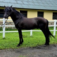 Beautiful Estonian Stallion