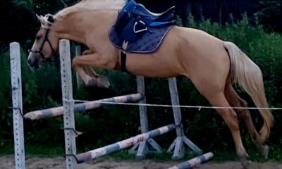 3 aastane eesti hobune Teks