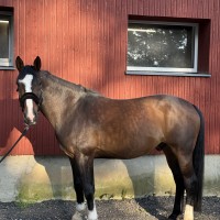 Latvian Warmblood Gelding for Sale