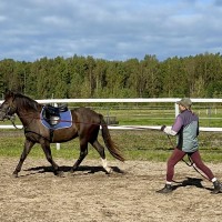 RAKETT - eesti hobune