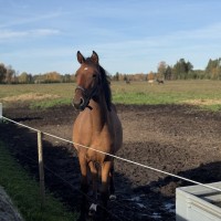 Tuleviku talent ponisporti või aretusse