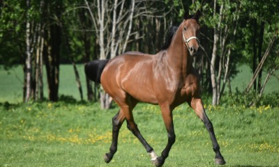 Heliina V