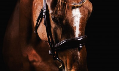 Dressage mare